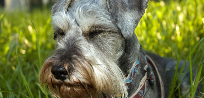 dog sitting in grass