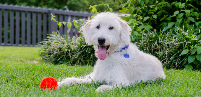 dog with a chew toy