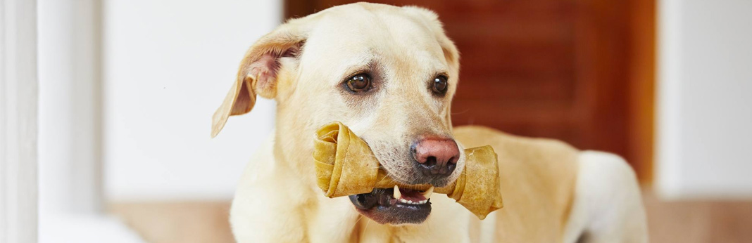 giving-rawhide-bones-to-dogs