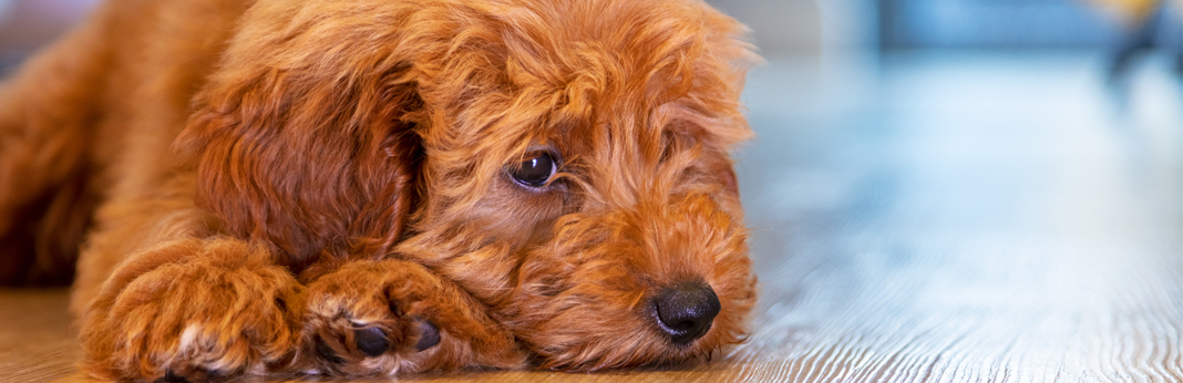 how to cure dogs upset stomach