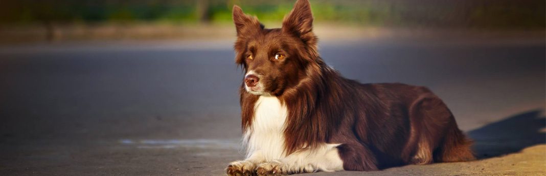 how to stop dog whining at door