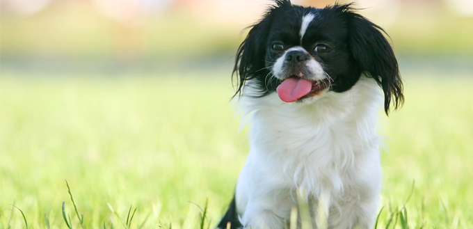 pekingese