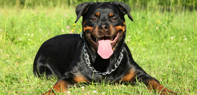 rottweiler