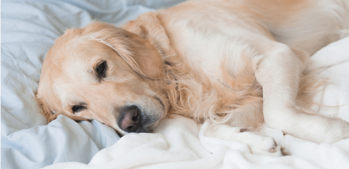 dog ate pepto bismol tablets