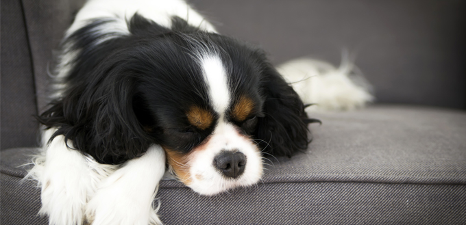 stomach pain in dogs