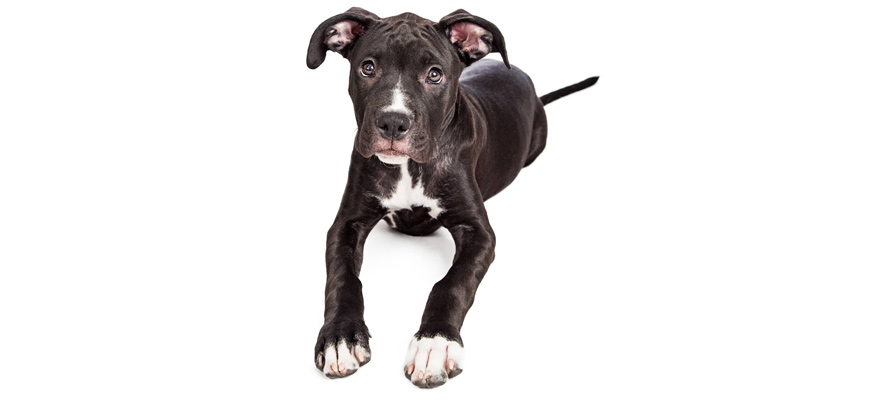 Human consumption tramadol for dogs