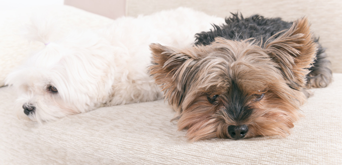 two dogs sleeping