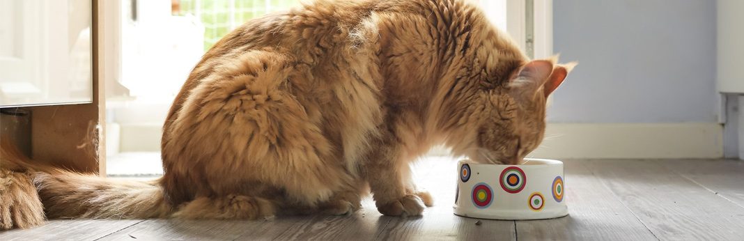 How Many Cans Are Adequate For Ordinary Cats