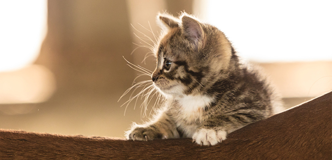 grey kitten