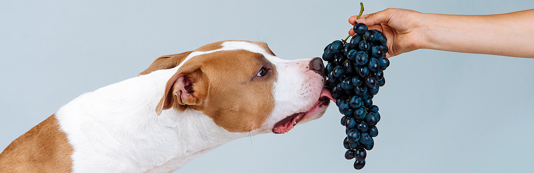 Can-Dogs-Eat-Grape