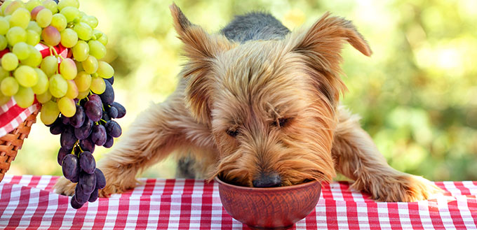 Little dog eats on a picnic table