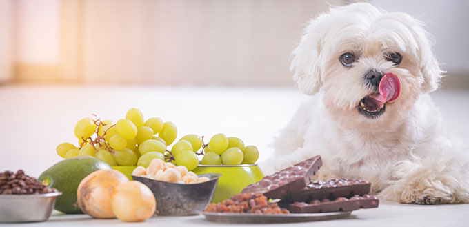 Petit chien maltais blanc et ingrédients alimentaires toxiques pour lui