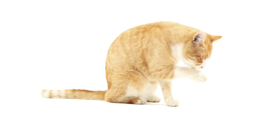 Best Cat Food for Hairballs (Review & Buying Guide) 2019