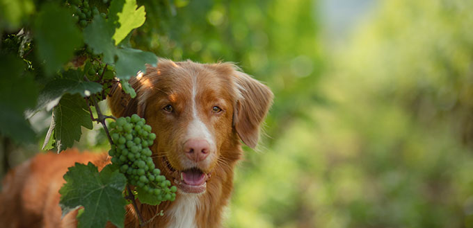 dog in grape trees