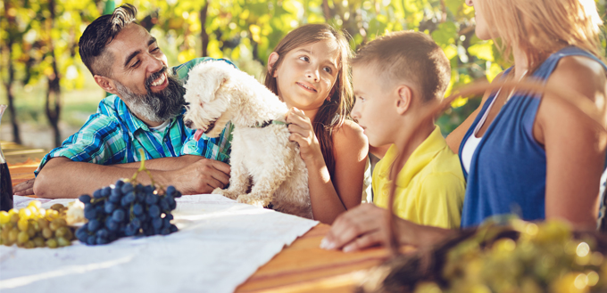 dog staring at grapes