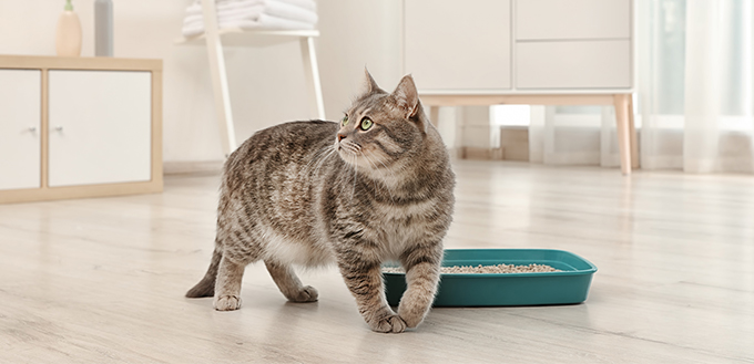 grey cat near litter box