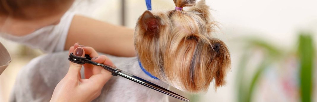 How To Cut Dogs Hair Like A Pro My Pet Needs That