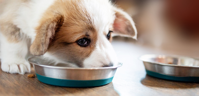 puppy eating