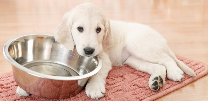 puppy waiting for food