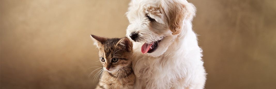 10 tips when buying pet insurance