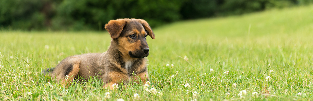 7 steps to keep your dog in yard without a fence