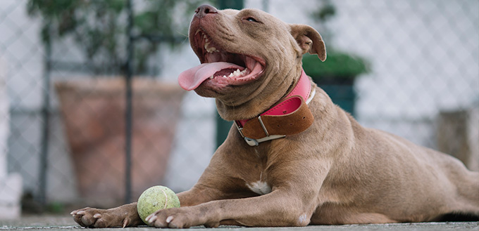 Brown Pitbull dog playing with the ball