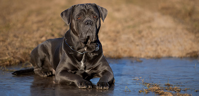 Cane Corso