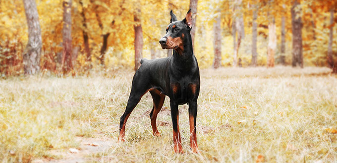 Doberman Pinscher on the background of autumn trees