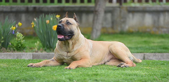 Dogo Canario