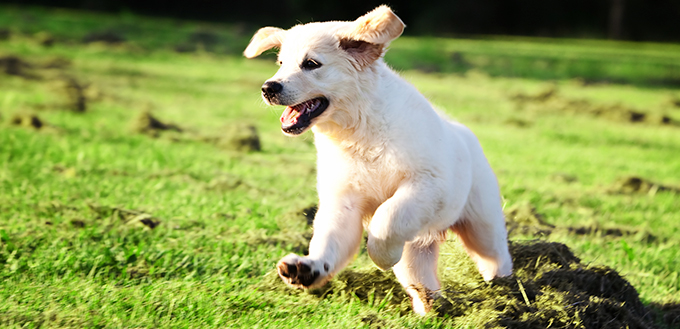 Golden retriever puppy jumping in the grass