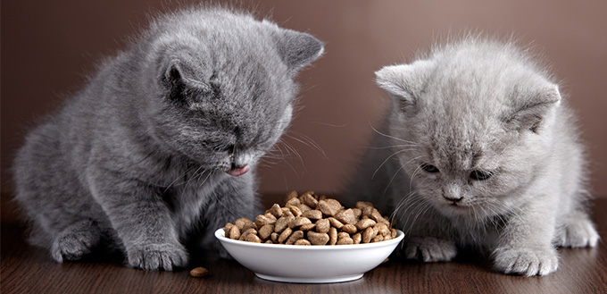 kittens eating