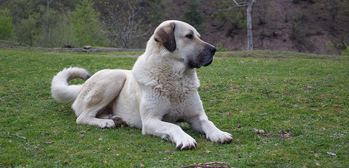 Kangal shepherd dog sitting on grass grassland in village background guardian dog white coat black nose and ears Anatolian shepherd Sivas Kangal turkey country outdoors