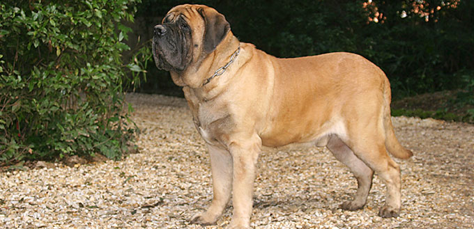 Portrait of a Mastiff Dog in outdoors