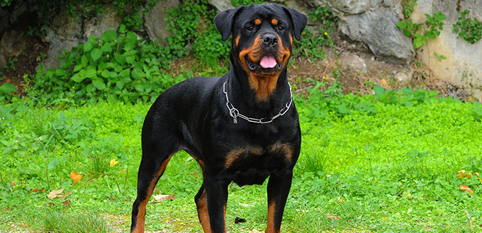 Portrait of purebred rottweiler dog in the garden.