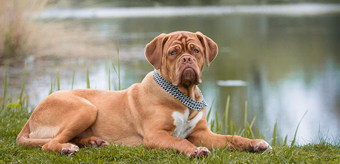 Puppy of Dogue de Bordeaux posing Outdoors