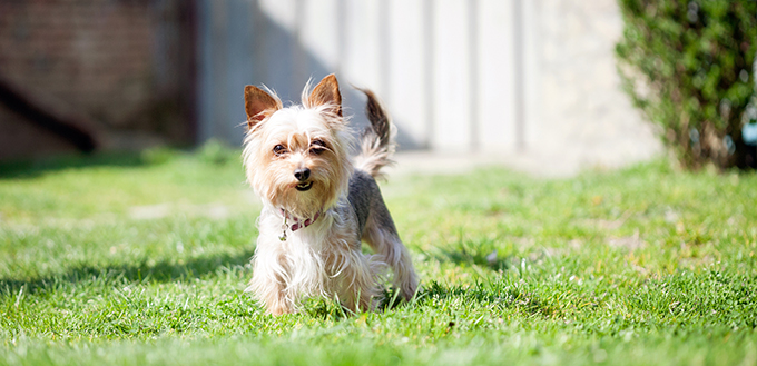 Small mutt dog in the yard