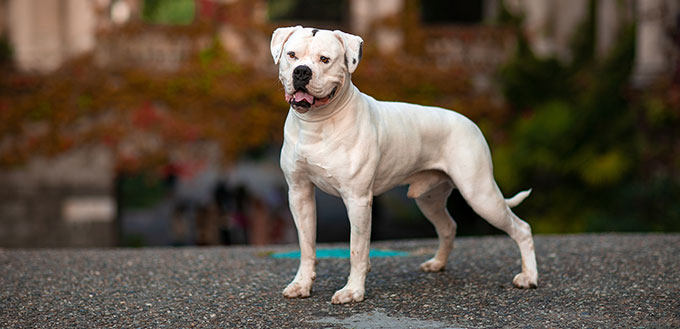 White dog american bulldog on a background of autumn park