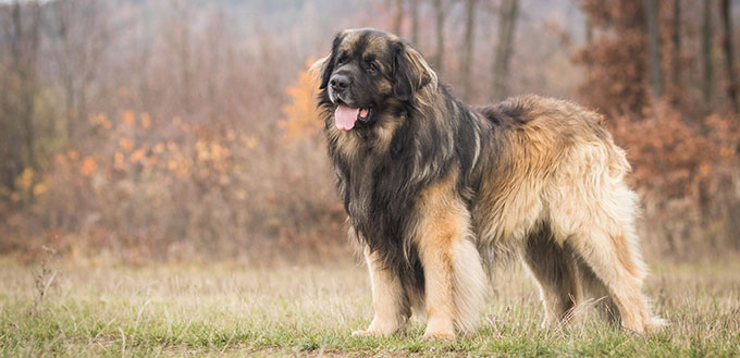 adorable portrait of amazing healthy and happy young leonberger in the forest