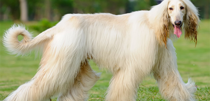 afghan hound breed