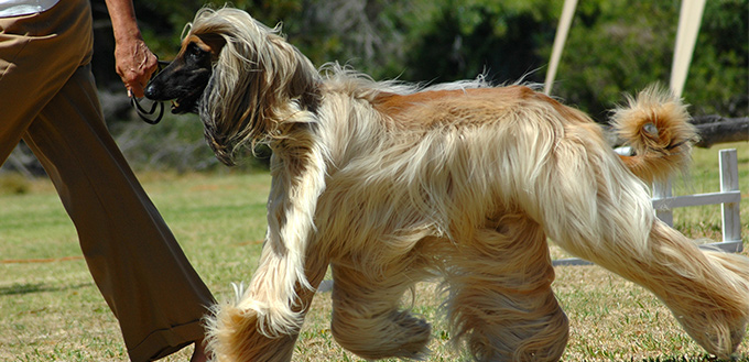 afghan hound