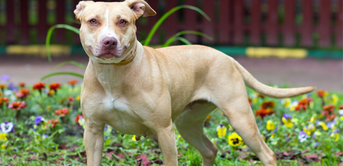 american pitbull terrier police dog