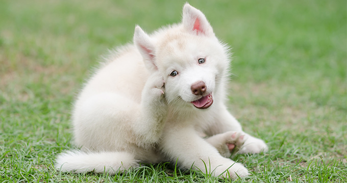 apple vinegar for dogs