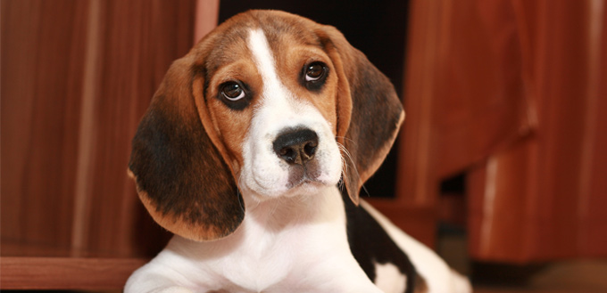 Beagle Dog