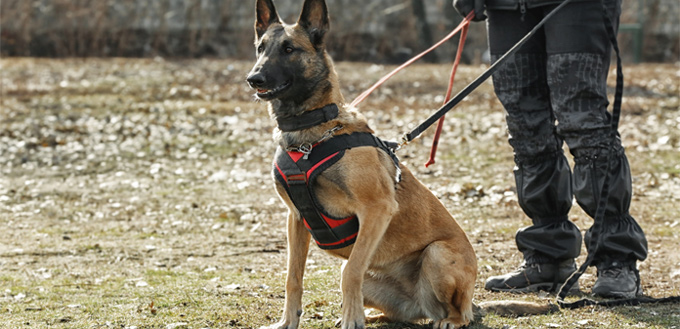 belgian malinois police dog