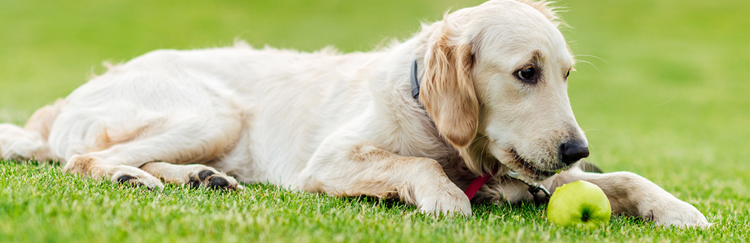 benefits-of-apple-cider-vinegar-for-dogs