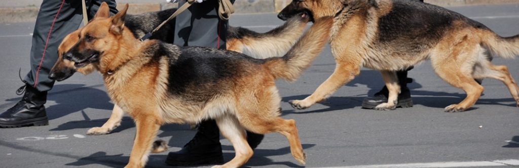 5 Best Dog Breeds For Police Work My Pet Needs That