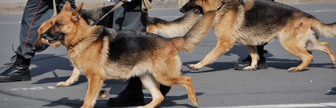 best dog breeds for police