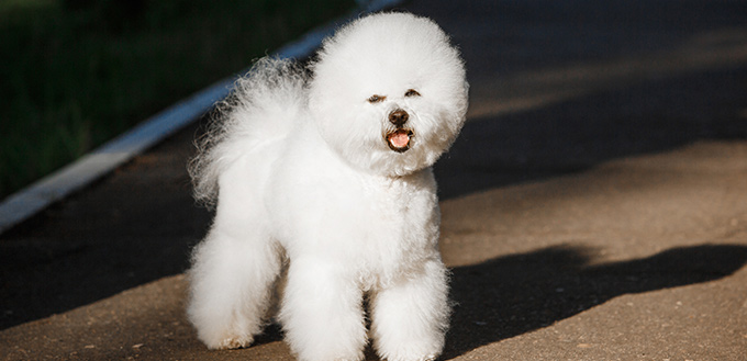 bichon frise dog