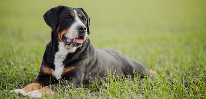 black beans for dogs