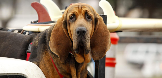 bloodhound police dog